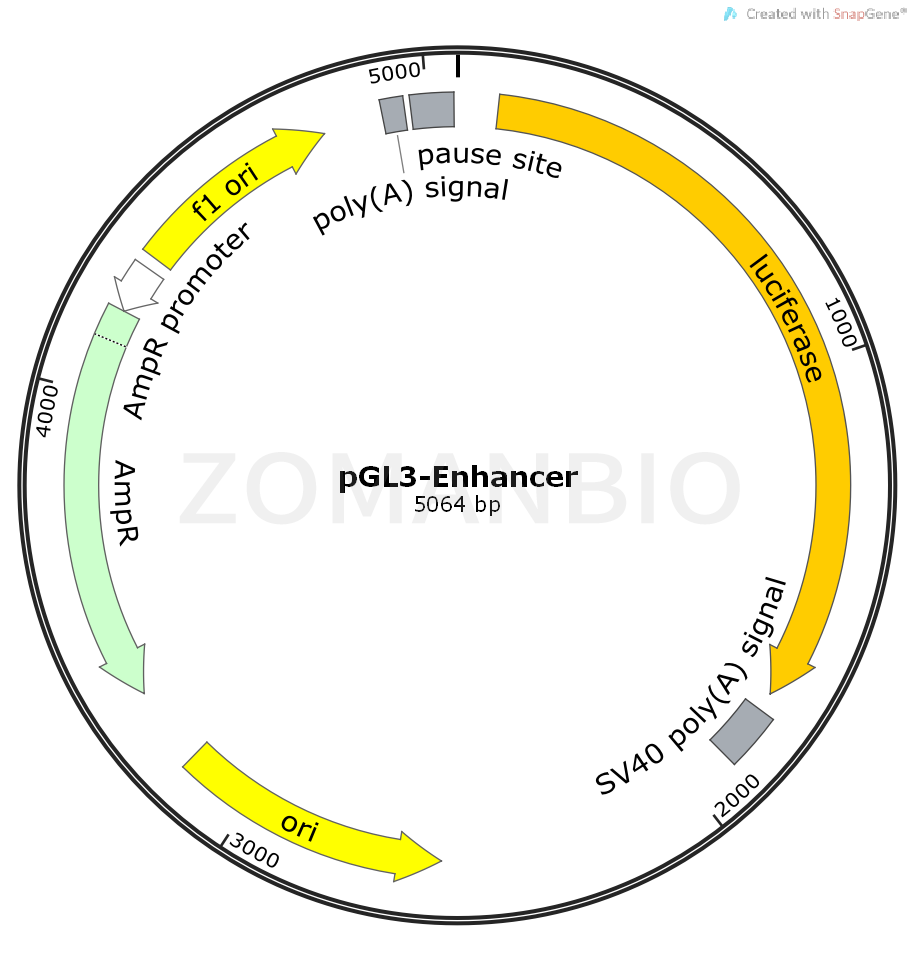 ZK470pGL3-Enhancer.png