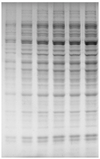 23.7.19 免染成像圖.jpg 圖片